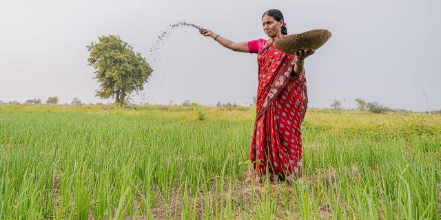 Urea subsidy